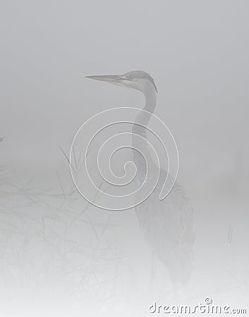 The Gray heron in Fog Stock Photo