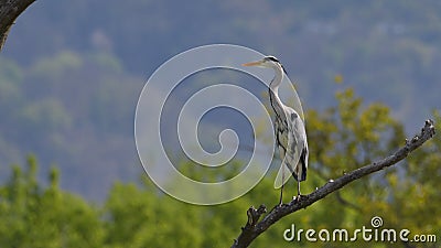 Gray heron, in the foreground, on top of the trees Stock Photo
