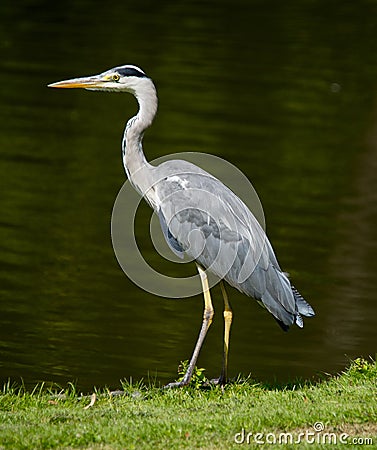 Gray heron Stock Photo