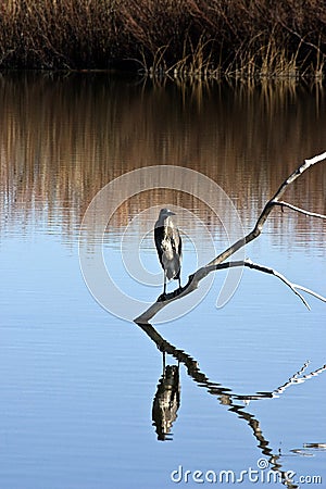 Gray heron perching on limb Stock Photo