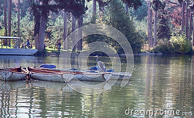 Gray Heron resting on pleasure boats Stock Photo