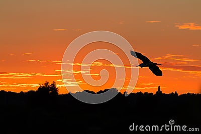 Grey heron Stock Photo