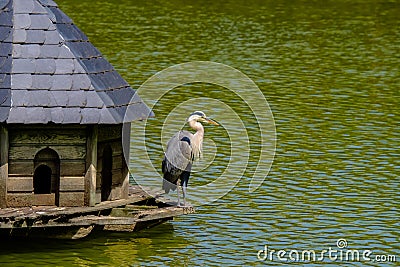 Gray Heron in a wooden manger cabin on a lake in Bad Pyrmont, Germany Stock Photo