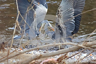 Love sex game between herons Stock Photo