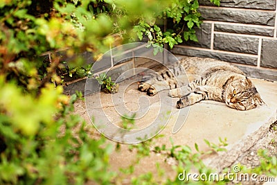 Gray home exotic shorthair tabby cat lying in the garden Stock Photo