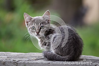 A gray homeless kitten is sad Stock Photo