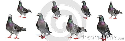 A gray homing pigeons Stock Photo