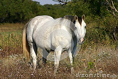 Gray Horse Stock Photo