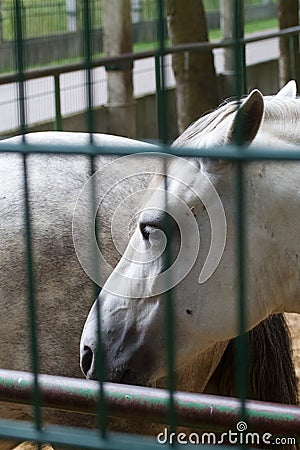 Gray horse in the aviary. The muzzle of a horse is photographed. Close-up Editorial Stock Photo