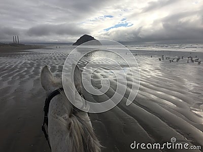 Gray horse on beach with view of Morro Rock in Morro Bay, California at low tide with seagulls 2019 Stock Photo