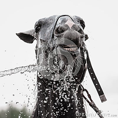 Gray horse being washed with hose in summer in stable Stock Photo