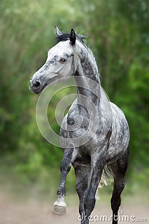 Gray Horse run Stock Photo