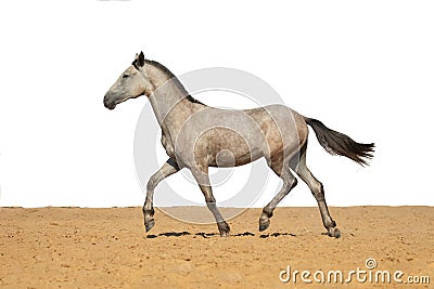Gray horse foal galloping on sand on a white background Stock Photo
