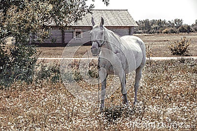 Gray horse grazed on a field Stock Photo