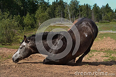 A gray horse is lying on the sand. Illustration for an equestrian magazine. Veterinary medicine, colic or rest Stock Photo