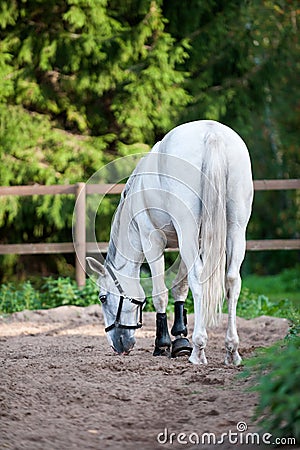 Gray horse resting after sports training in manege on ranch Stock Photo