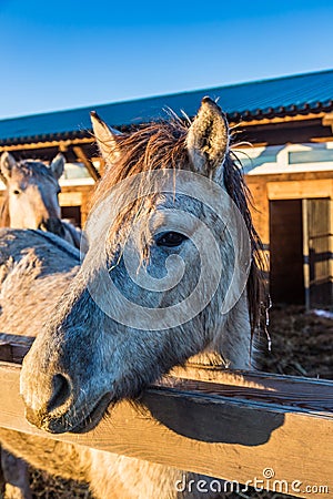 Gray horse sadly looks out from behind a fence, Altai, Russia Stock Photo