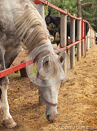 Gray horse tethered Stock Photo