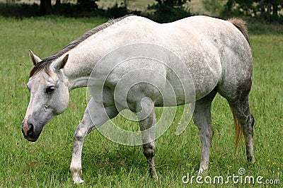 Gray Horse Walking Stock Photo