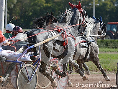 Horses trotter breed in harness horse racing on racecourse. Stock Photo