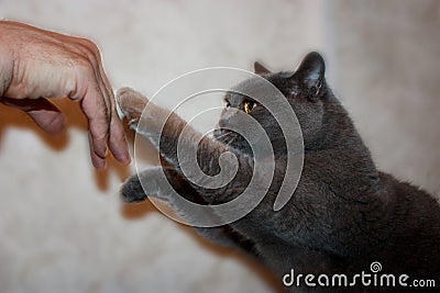 Gray house cat pedigreed thick Stock Photo