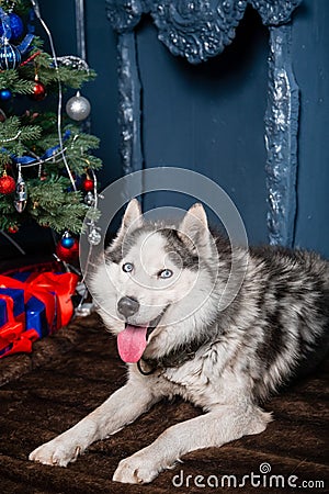 A gray husky dog lies on a fur rug against the backdrop of a Christmas tree and a decorative fireplace with his tongue out Stock Photo