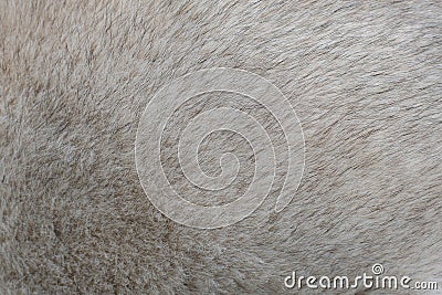 Gray husky hair texture background. Stock Photo