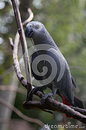 Gray Jaco parrot with red tail. Stock Photo