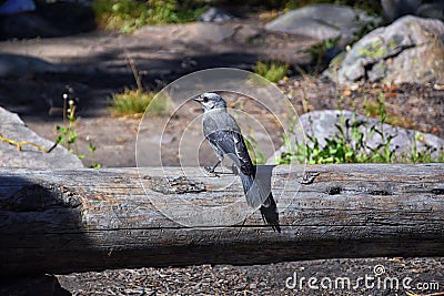Gray Jay PERISOREUS CANADENSIS bird widespread of the boreal and subalpine coniferous forests of North America stealing food fro Stock Photo