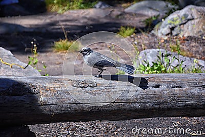 Gray Jay PERISOREUS CANADENSIS bird widespread of the boreal and subalpine coniferous forests of North America stealing food fro Stock Photo