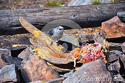 Gray Jay PERISOREUS CANADENSIS bird widespread of the boreal and subalpine coniferous forests of North America stealing food fro Stock Photo
