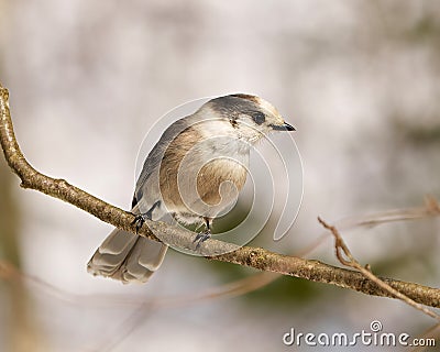 Gray Jay Photo and Image. perched on a tree branch displaying grey and white plumage in its environment. Jay Bird Picture Stock Photo