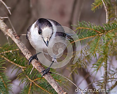 Gray Jay Photo and Image. perched on a tree branch displaying grey and white plumage in its environment. Jay Bird Picture Stock Photo