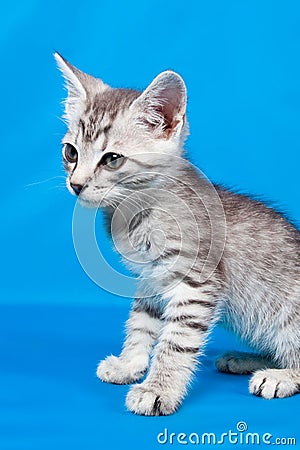 Gray kitten Stock Photo