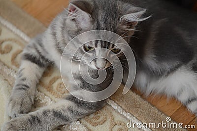 Gray kitten Stock Photo