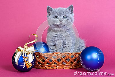 Gray kitten blue cat Stock Photo