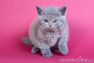 Gray kitten blue cat Stock Photo