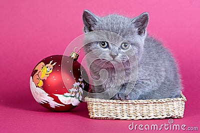Gray kitten blue cat Stock Photo