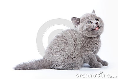 Gray kitten British cat meows Stock Photo