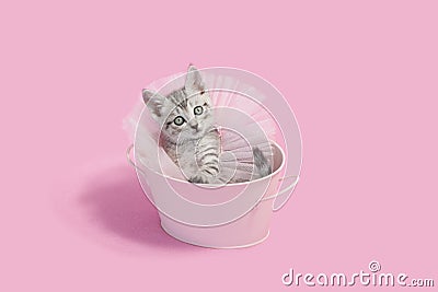 Gray kitten sitting in a pink metal pail, wearing a pink skirt and pearls Stock Photo