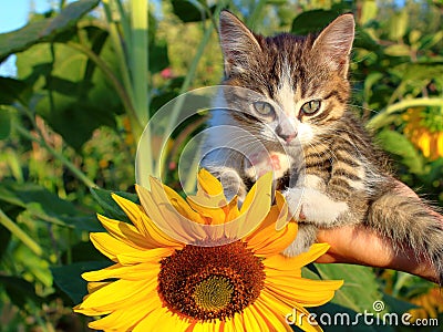 Gray kitten on a hand in sunflowers Stock Photo