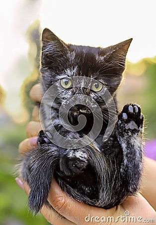 Gray kitten in the palm of a woman Stock Photo