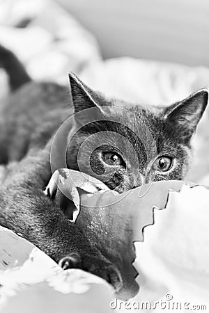 Gray kitten ready to pounce black and white Stock Photo