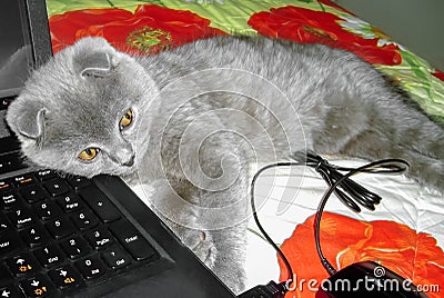 A gray kitten sleeps next to a laptop. Kitten and laptop. Scottish Fold kitten. Stock Photo