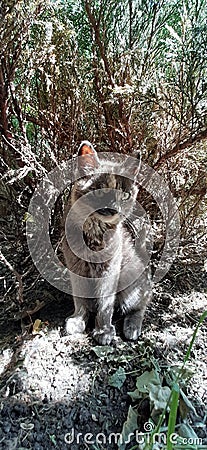 Gray kitten under the bush Stock Photo