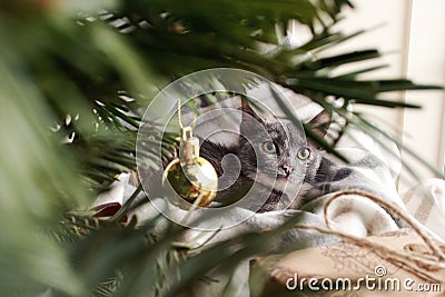 Gray kitten under the Christmas tree Stock Photo