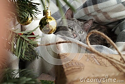Gray kitten under the Christmas tree Stock Photo