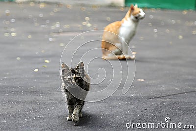 Gray kitten walking on thÑƒ street. His mother cat at background Stock Photo