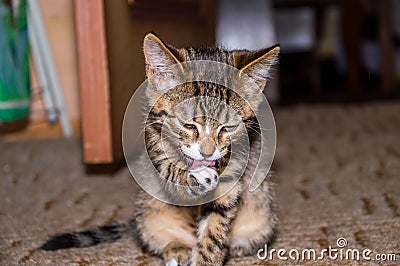 Gray kitten washes, Stock Photo