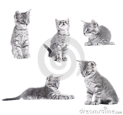 Gray kitten Stock Photo